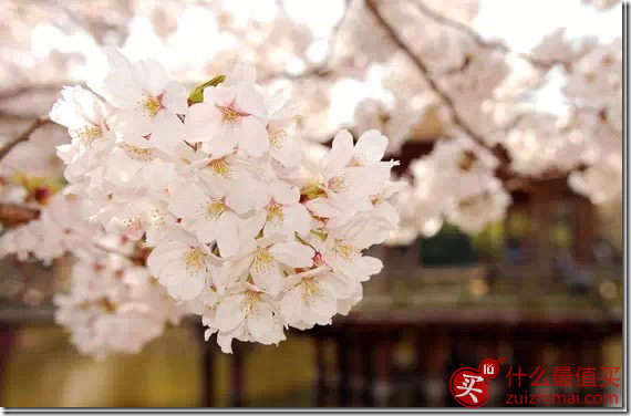 日本自由行攻略2015 日本簽證 機票 酒店 景點 美食 退稅攻略 日本自由行攻略2015 日本簽證 機票 酒店 景點 美食 退稅攻略-图片1